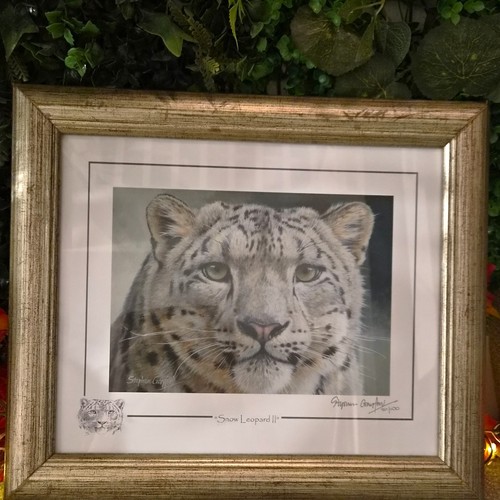 Stephen gayford snow leopard - stephen,