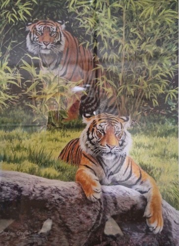 Tigers secret admirer - tigers, 'secret
