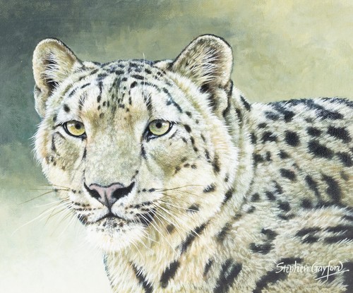 Stephen gayford himalayan - stephen, 'himalayan