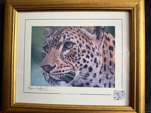 Stephen gayford concentration - stephen,
