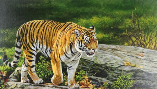Stephen gayford jungle - stephen, 'jungle
