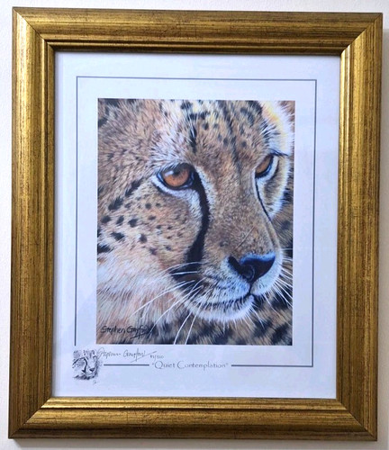 Small cheetah 2007 quiet - small, 2007,