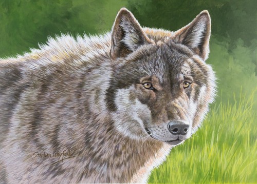 Stephen gayford the wolf - stephen, gayford,