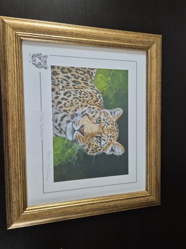 Stephen gayford wild - stephen, about